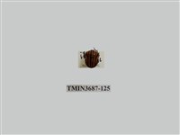 藏品(黑條紅椿象)的圖片